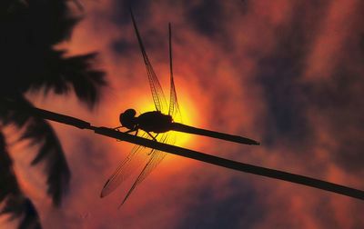 Low angle view of silhouette plant against sky during sunset