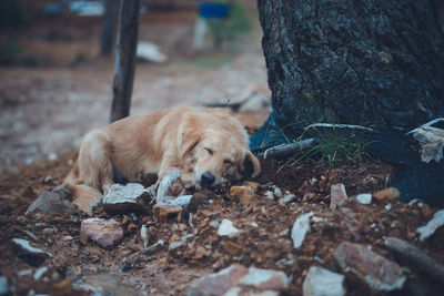 Dog lying on ground