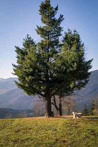 Tree on field against sky