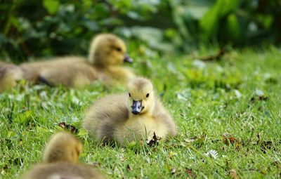 Ducklings resting
