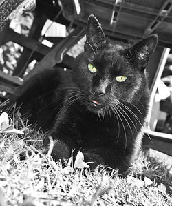 Portrait of black cat sitting on floor