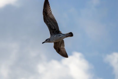 Low angle view of eagle flying against sky