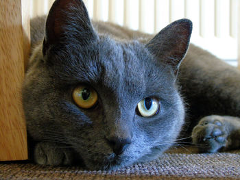 Close-up portrait of cat relaxing at home