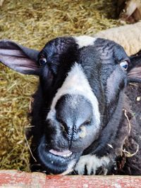 Close-up portrait of goat