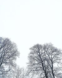 Low angle view of bare tree against clear sky
