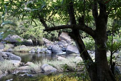 Scenic view of river in forest