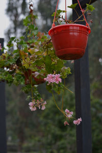 Close-up of red flower pot on plant