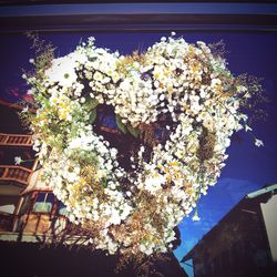 Low angle view of flowers