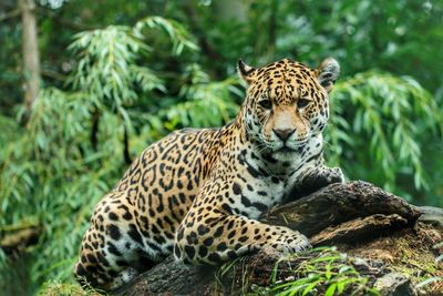 Jaguar lying on wood in forest