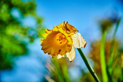 Close-up of yellow flowering plant