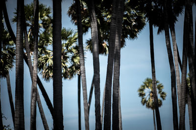 Low angle view of palm trees against sky