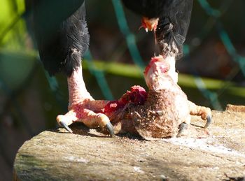 Close-up of birds eating
