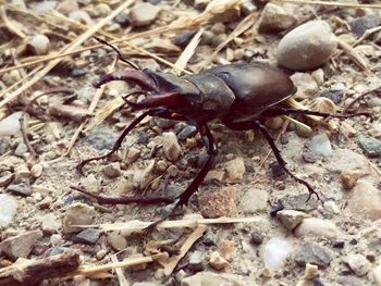 High angle view of insect on rock