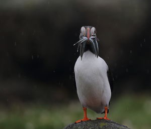 Close-up of puffin carrying fish while perching outdoors