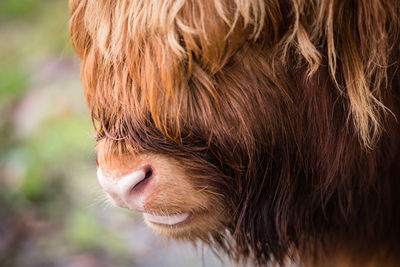 Close-up of dog