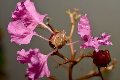 Close-up of pink flowering plant