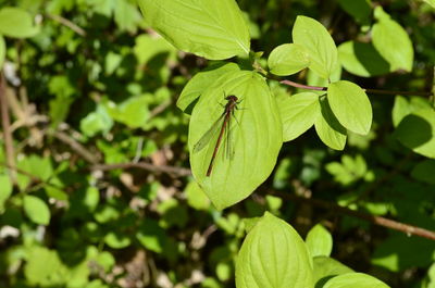 Close-up of insect on plant