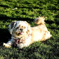 Portrait of dog sitting on grass