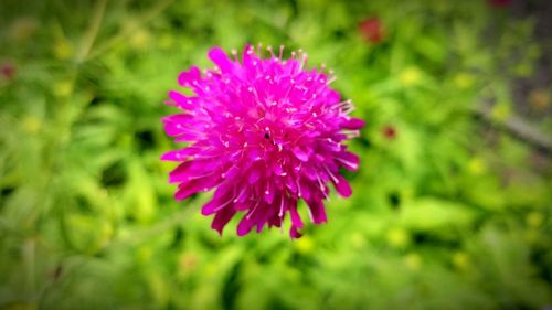 Close-up of pink flowers