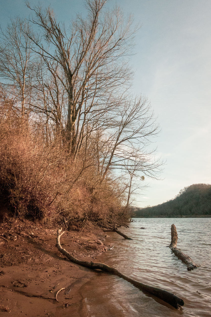 BARE TREE ON LAKE AGAINST SKY