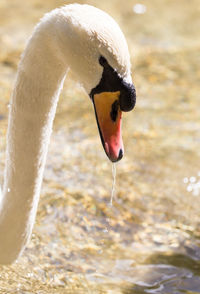 Close-up of swan drinking water
