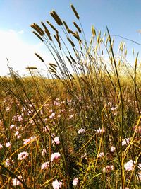 Flowers growing in field