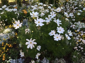 High angle view of white flowers blooming on plant