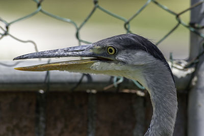 Close-up of a bird looking away