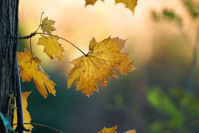 Close-up of yellow maple leaves during autumn