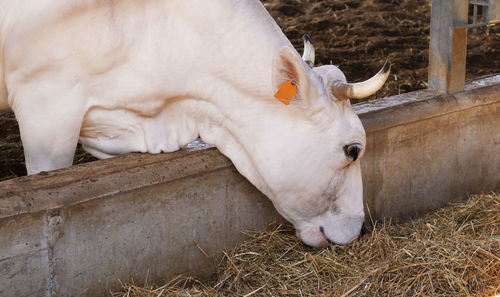 An adult cattle eats hay on a farm. the cow with its head out of the cage feeds on dry straw.