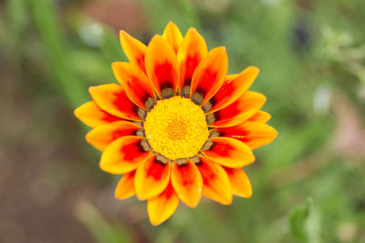 Close-up of orange flower blooming outdoors