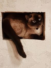 Portrait of cat on floor