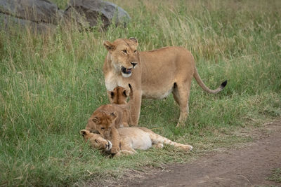 Lioness stands in grass with three cubs