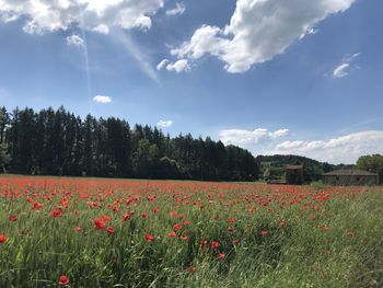 Red poppy flowers on field against sky