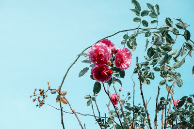 Low angle view of red rose on branch against sky