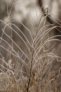 Close-up of dry grass on field