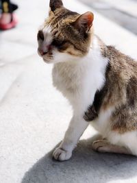 Close-up of a cat looking away