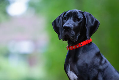 Close-up portrait of a great dane puppy