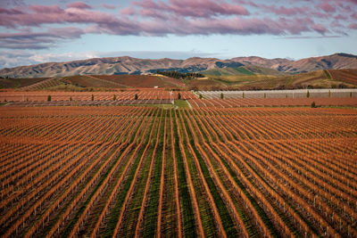 Scenic view of the sauvignon blanc vineyards in blenheim, marlborough, new zealand