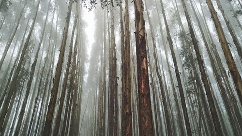 Low angle view of bamboo trees in forest