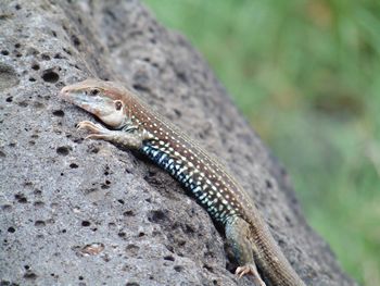 Close-up of lizard