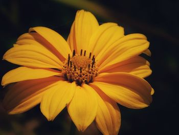 Close-up of yellow flower against black background