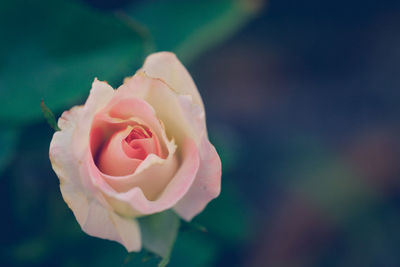 Close-up of pink rose