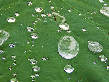 Full frame shot of wet leaves