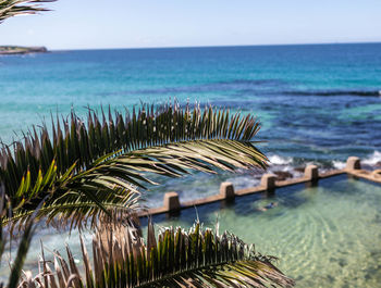 Palm trees on beach against sky