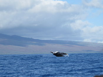 Humpback whale diving in sea against sky