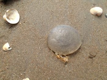 Close-up of seashell on beach