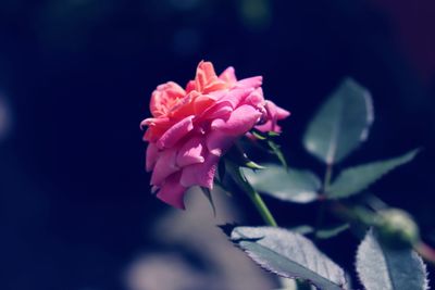 Close-up of pink rose