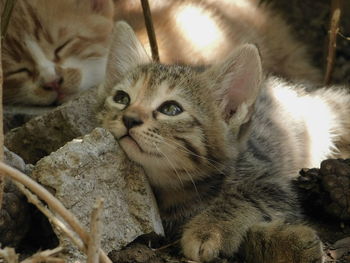 Close-up portrait of kitten