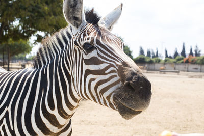 Zebra standing on field